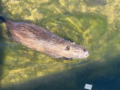 What is a nutria? And is it dangerous to pets?